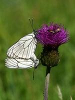 Aporia crataegi - Black-veined White