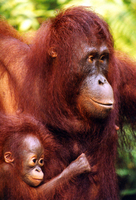 Bornean orangutan (Pongo pygmaeus)