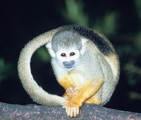 Common squirrel monkey (Saimiri sciureus)