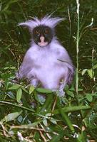 photograph of red colobus monkey