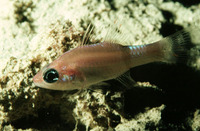 Apogon phenax, Mimic cardinalfish: