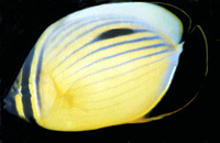 Chaetodon austriacus, Blacktail butterflyfish: aquarium