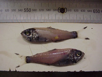 Protomyctophum gemmatum, :
