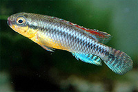 Congochromis dimidiatus, : fisheries