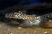 Synodontis leopardus, :