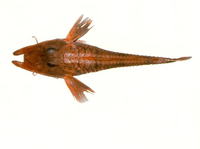 Satyrichthys welchi, Robust armoured-gurnard: