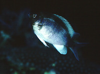 Chromis cinerascens, :