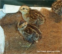 erckel's francolin Francolinus erckelii