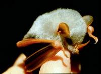 Image of: Ectophylla alba (white bat)