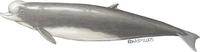Image of: Hyperoodon ampullatus (northern bottlenose whale)