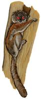 Image of: Lepilemur septentrionalis (northern sportive lemur)