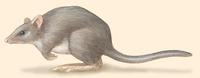 Image of: Potorous longipes (long-footed potoroo)