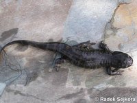 Ambystoma tigrinum - Eastern Tiger Salamander