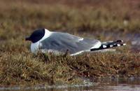 Xema sabini - Sabine's Gull