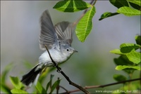 Polioptila caerulea - Blue-grey Gnatcatcher