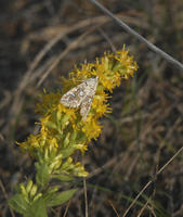 Image of: Munroessa icciusalis