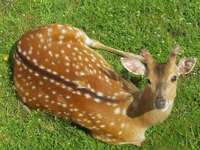 Cervus nippon pseudaxis - Indochinese sika deer