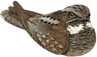 Image of: Caprimulgus indicus (grey nightjar)