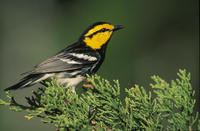 Image of: Dendroica chrysoparia (golden-cheeked warbler)