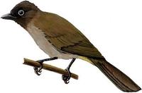 Image of: Pycnonotus xanthopygos (white-spectacled bulbul)