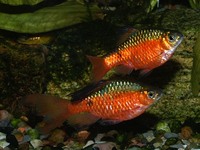 Puntius conchonius - Red Barb