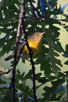 Image of: Vermivora ruficapilla (Nashville warbler)