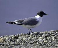 Image of: Xema sabini (Sabine's gull)