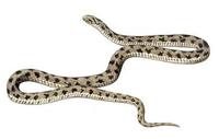 Image of: Dasypeltis scabra