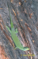 Lacerta trilineata