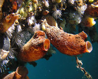 Styela clava, Club tunicate