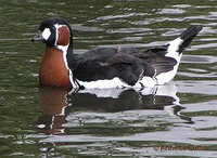 Red-breasted Goose - Branta ruficollis