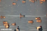 Greater Scaup - Aythya marila