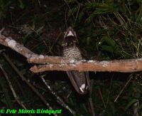 Bonaparte's Nightjar - Caprimulgus concretus