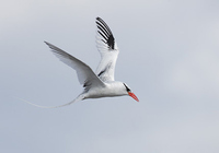 Red-billed Tropicbird - Phaethon aethereus