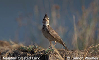 Malabar Lark - Galerida malabarica