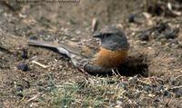 Robin Accentor - Prunella rubeculoides