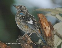 Blue-capped Rock Thrush - Monticola cinclorhynchus