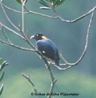 Sri Lanka Myna - Gracula ptilogenys