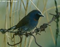 Rufous-gorgeted Flycatcher - Ficedula strophiata