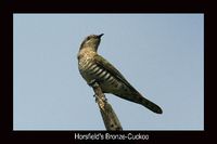 Horsefield's bronze Cuckoo