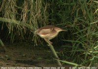 Black-backed Bittern - Ixobrychus novaezelandiae