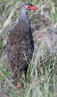 Red-necked Francolin - Francolinus afer