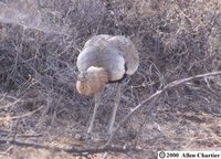 Buff-crested Bustard - Eupodotis gindiana