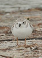 Piping Plover - Charadrius melodus