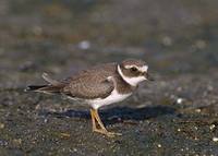 Common Ringed Plover (Charadrius hiaticula) photo