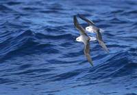 White-headed Petrel (Pterodroma lessonii) photo