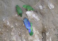 Dusky-billed Parrotlet - Forpus sclateri
