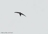 Lesser Swallow-tailed Swift - Panyptila cayennensis