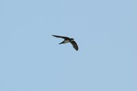 Alpine Swift - Tachymarptis melba