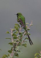 Green-tailed Trainbearer - Lesbia nuna